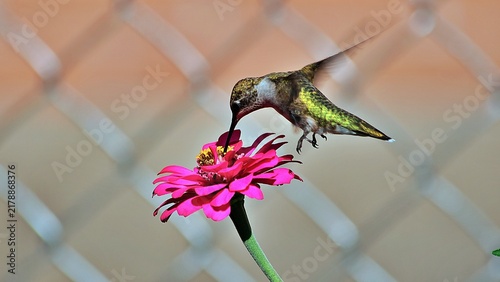 Beautiful Hummingbirds are doing what hummingbirds do.