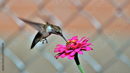 Beautiful Hummingbirds are doing what hummingbirds do.