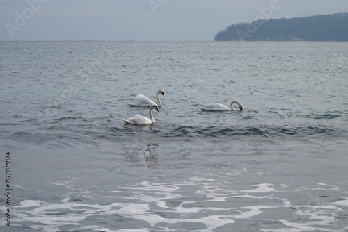 swans birds and seagulls in Black sea at Varna - BG