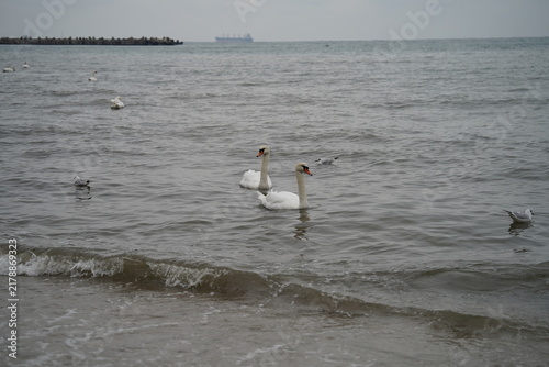 swans birds and seagulls in Black sea at Varna - BG