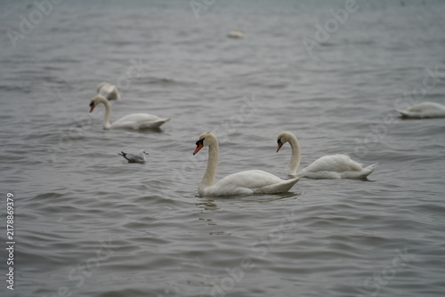 swans birds and seagulls in Black sea at Varna - BG