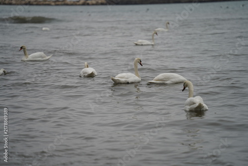 swans birds and seagulls in Black sea at Varna - BG