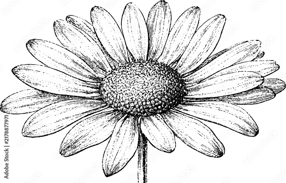 Obraz premium Antique engraved daisy illustration isolated on white background for vintage botanical print and design