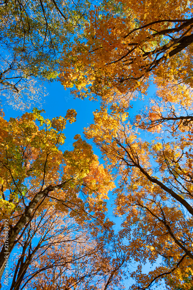 Obraz premium Fall season colors. Nature in autumn. Fall weather outdoor. Leaves in autumn nature forest. Fallen leaves. Maple glow. Autumn nature forest. Orange and yellow fall leaves
