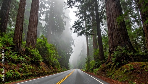Scenic road through misty redwood forest with tall trees.