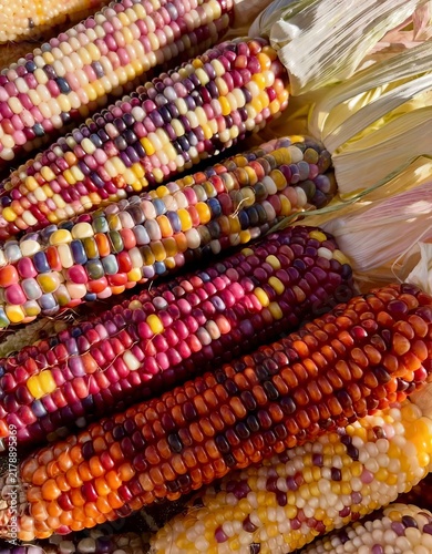Close up top down shot of colorful Indian Glass Gem corn cobs showing vibrant red, purple, and yellow kernels.