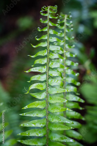 Obraz na plátne Lush green fern frond covered in raindrops in a temperate rainforest