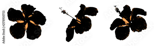 Fotografie Scrapbook hibiscus flower silhouettes isolated