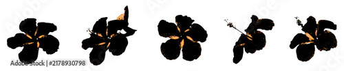 Grunge photocopy tropical floral elements collection. Scrapbook hibiscus flower silhouettes in brown retro paper color
