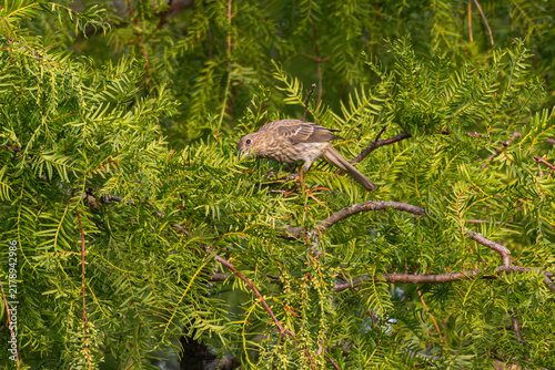 Photography Female house finch eating buds on a tree.