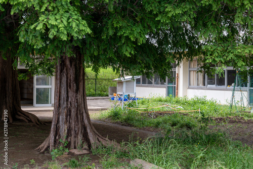 木陰に草が生い茂る小学校の校庭