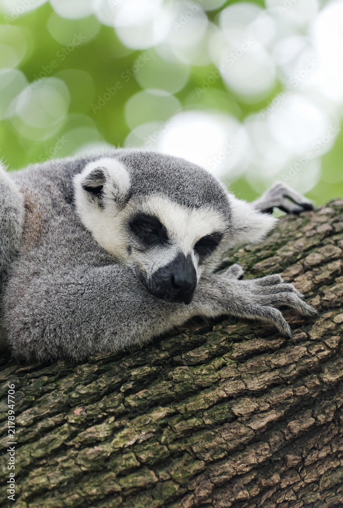 Obraz premium A peaceful afternoon: ring-tailed lemurs lazily resting on the treetops, with dappled light like a dream