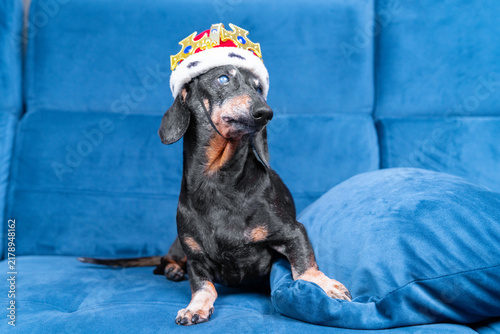 Photography A black and tan dachshund dog with a merle coat and cloudy eyes wears a jeweled crown costume while sitting on a blue velvet sofa, a playful concept of pet royalty at home