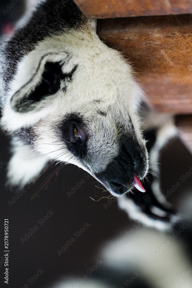Obraz premium A sleepy ring-tailed lemur caught sticking out its tongue