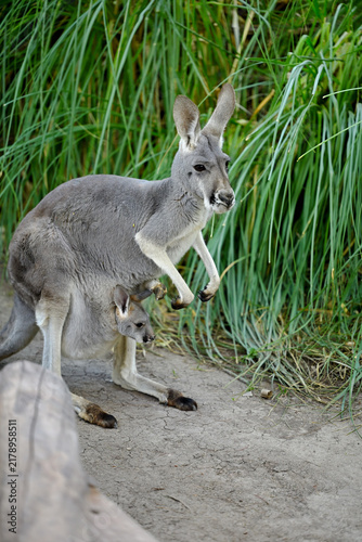 фотографія Close-Up of mother kangaroo with joey looking out of pouch