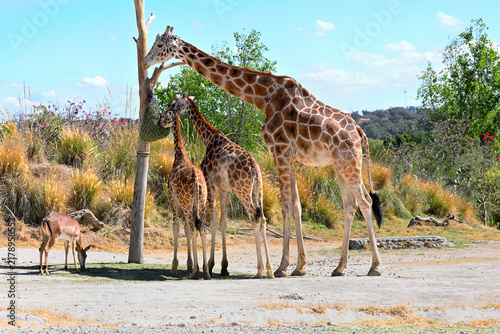 Obraz na plátne Group of giraffes eating green hay hanging from a net