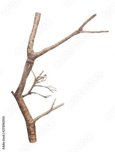 Watercolor bare tree branches isolated on white background. Autumn or winter hand-drawn botanical clipart for card or textile and modern branding. Brown nature element for wallpaper or wrapping