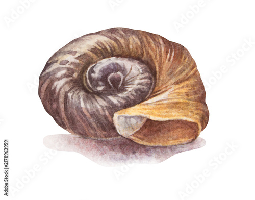 Watercolor brown yellow sea shell with shadow isolated on white background. Creative hand-drawn nature realistic clipart for celebration card. River element for wallpaper or textile and wrapping