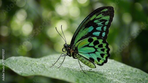 A close-up of a vibrant green butterfly resting on a dewy leaf, with soft bokeh in the background. The butterfly has intricate black patterns on its wings.