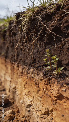 Soil Profile Cross Section Showing Dark Topsoil and Root Network