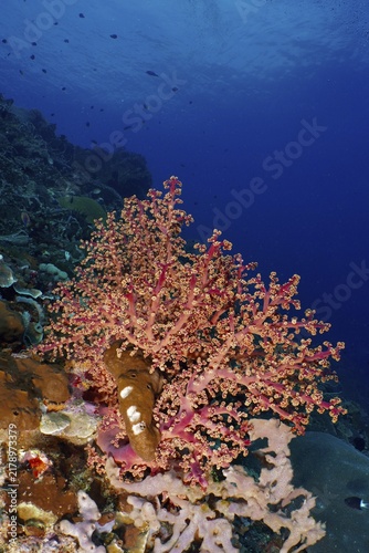 Gorgeous pink coloured corals, Godeffroy's soft coral (Siphonogorgia godeffroyi), beautify the seabed in a calm scene, dive site SD, Nusa Ceningan, Nusa Penida, Bali, Indonesia