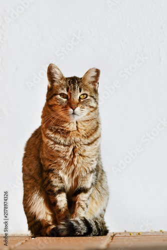 Domestic cat (Felis catus) sitting in front of a white house wall, Algarve, Portugal