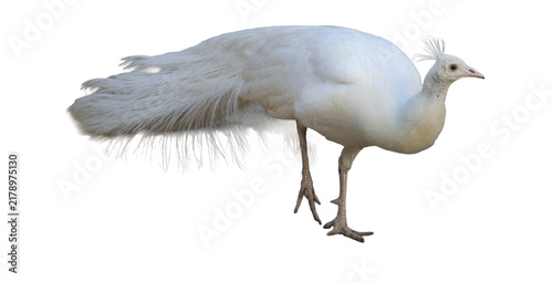 Foto White peacock bird standing in profile showing long feather tail plumage and cre