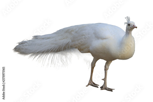 White peacock standing in a full body side profile view with clean plumage and sharp detail PNG isolated on transparent background