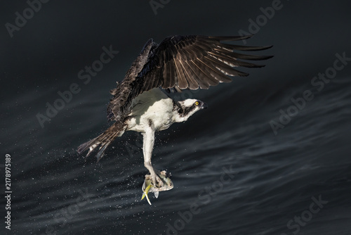 osprey caught a big fish