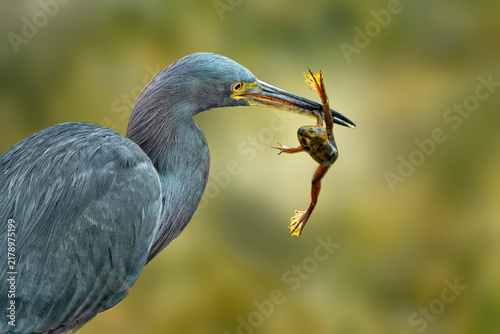 Konstfotografi great blue heron caught a frog