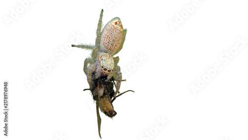 Canvastavla Jumping spider consuming a captured insect prey showcasing predatory behavior in