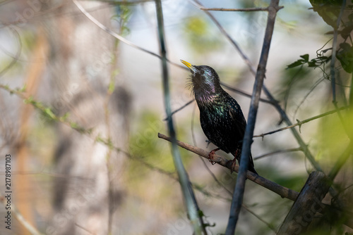 common starling (Sturnus vulgaris) singing in the woods, seen in Buenos Aires, Argentina, where it is considered invasive