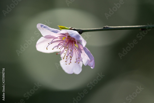 fragile blossom of a wild peach tree (Prunus persica) against interesting background
