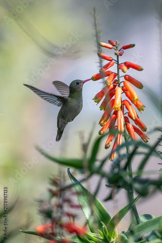 gilded sapphire (Hylocharis chrysura), or gilded hummingbird, feeding on the blossoms of common climbing-aloe (Aloiampelos ciliaris), seen in Buenos Aires, Argentina