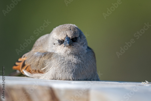 portrait of a greyish baywing (Agelaioides badius) looking directly at camera, resting on a wooden board, seen in Buenos Aires, Argentina