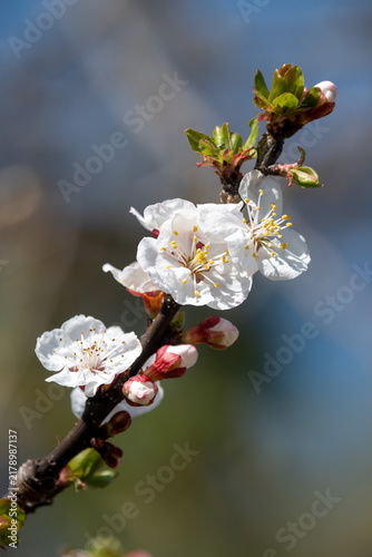 blossom of an apricot tree (Prunus armeniaca) as a symbol of springtime