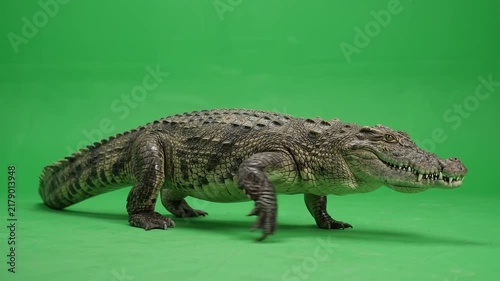 Large crocodile walking slowly on green screen background