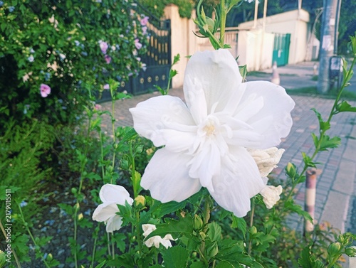 Fotografie Close-up of a blooming white double syrian hibiscus flower on a bush, featuring large delicate ruffled petals and fresh green leaves on an urban street background