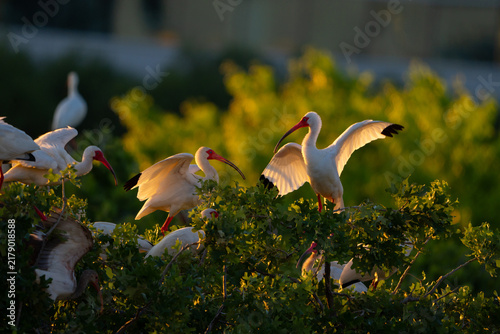 American white ibis on top of tree with beautiful sunset light