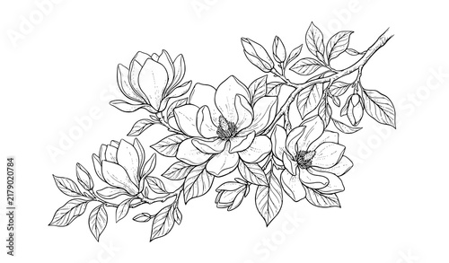 Bild auf Leinwand magnolia, flower, branch, floral, botanical, blossom, leaf, petal, line, art, sk