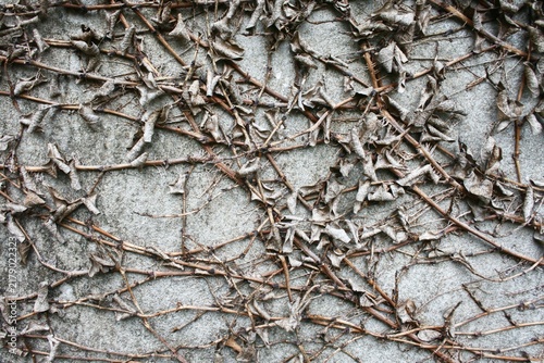 Foto Dry creeper vine branches with roots clinging to old concrete wall background
