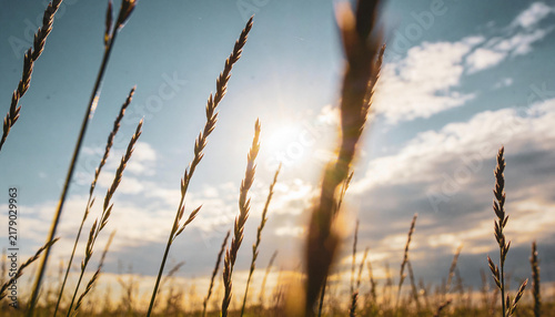 Tall wild grass stalks against a bright sunlit sky in a summer meadow landscape.