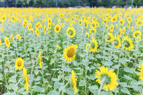 Canvastavla A large, sunlit field filled with countless fully bloomed yellow sunflowers stretching to the distant tree line