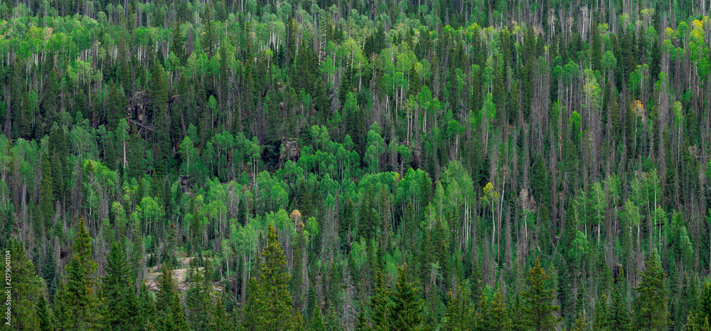 Obraz premium Panoramic dense mixed mountain forest texture with evergreen pines and vibrant green aspens in Colorado, USA