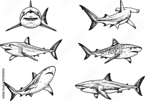 A set of sharks. Hand‑drawn vector illustration.