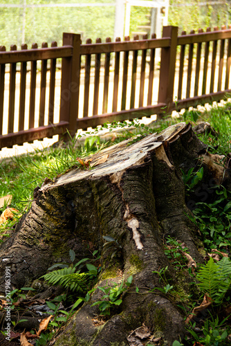 Tree stump in a garden with green grass and wooden fence nearby