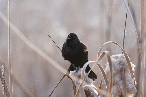 A male Red-wing Blackbird sings on a cold winter morning at the Hyatt Hidden Lakes Reserve in Boise Idaho USA while its breath forms a cloud of vapor that swirls in the air in front of it. 