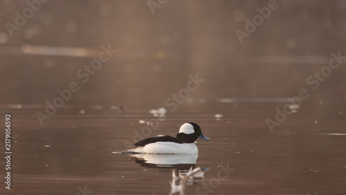 A male Bufflehead Duck swims quietly on the still water at one of the ponds at the Hyatt Hidden Lakes Reserve in Boise Idaho on a still winter morning. 