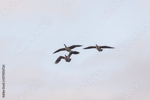 A trio of Canada Geese fly through the early morning sky on a winter day at the Hyatt Hidden Lakes Reserve in Boise Idaho USA. 