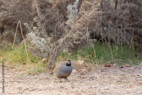 A male California Quail scratches at the frost covered leaves on the ground while sagebrush grows in a wall behind it on a winter morning at the Hyatt Hidden Lakes Reserve in Boise Idaho USA.